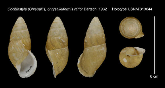 صورة Chrysallis roseolabra roseolabra