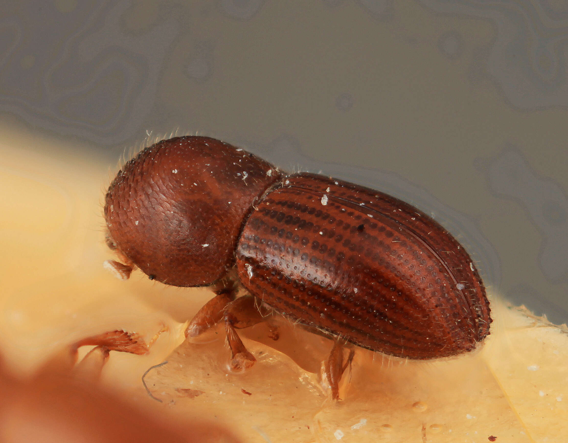 Image of Coptoborus spicatus Wood 2007