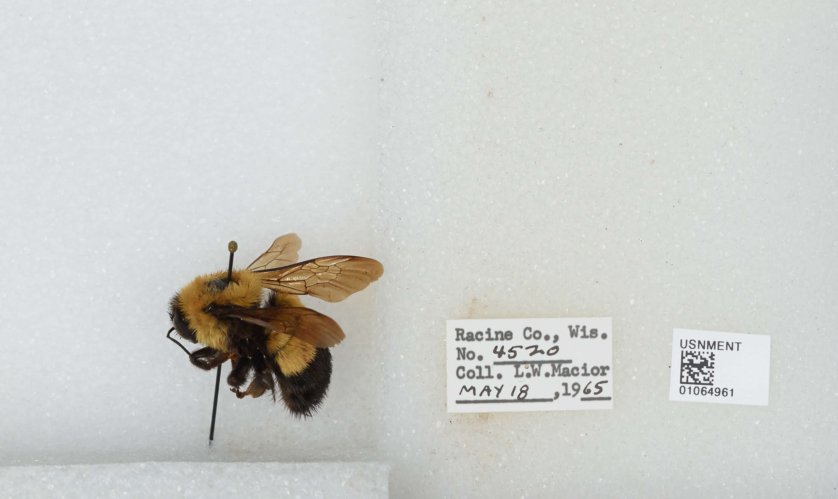 Слика од Bombus affinis Cresson 1864