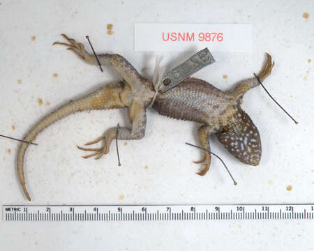 Image of Sceloporus torquatus torquatus Wiegmann 1828