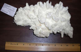 Image of Elkhorn Coral