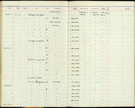 Sivun Tchagra senegalus orientalis (Cabanis 1869) kuva