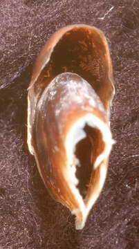 Image of Atlantic bird squid