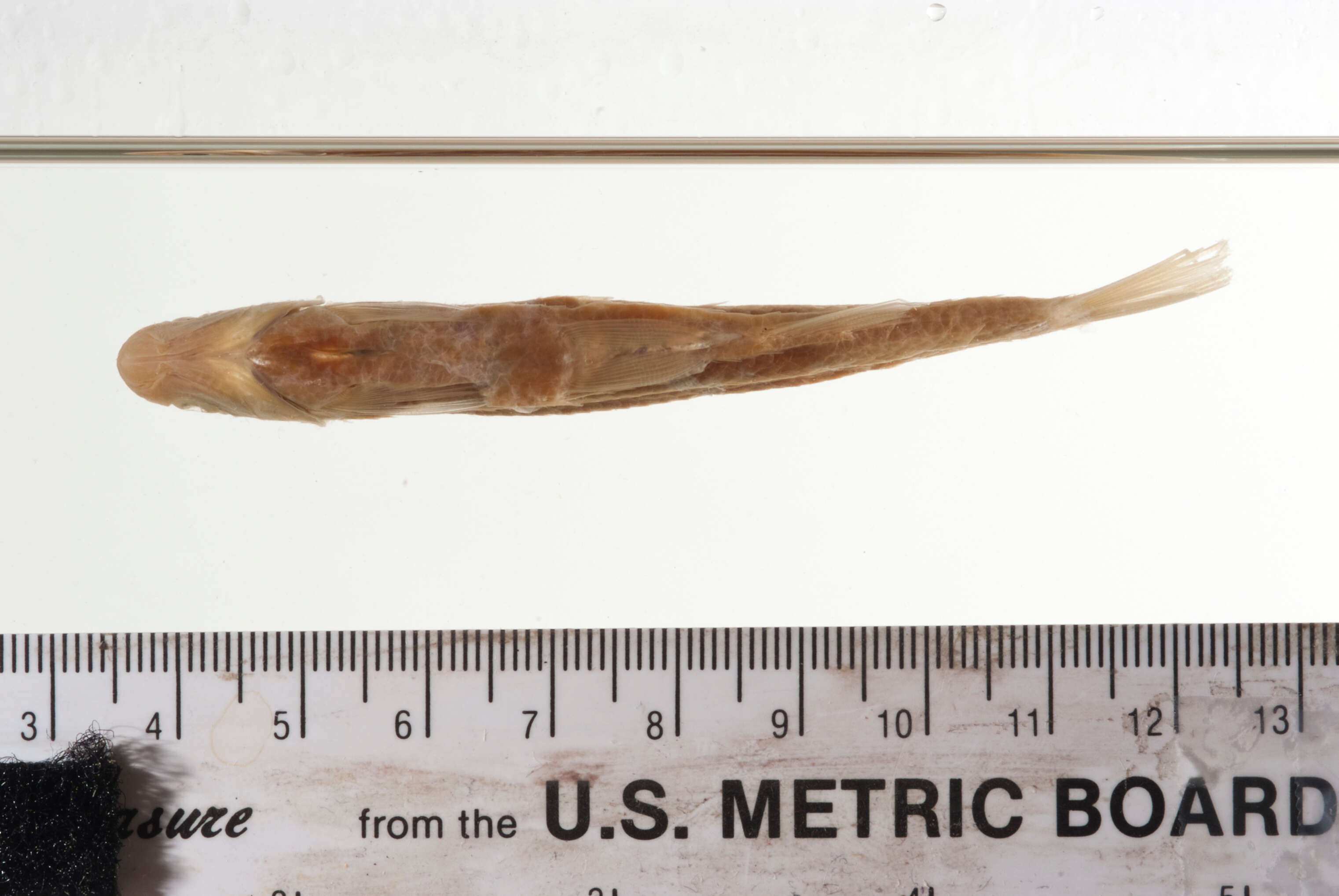 Image of Cypress minnow