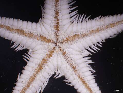 Image of Astropecten antillensis Lütken 1859