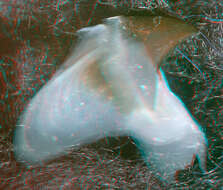 Image of Bonpland's squid