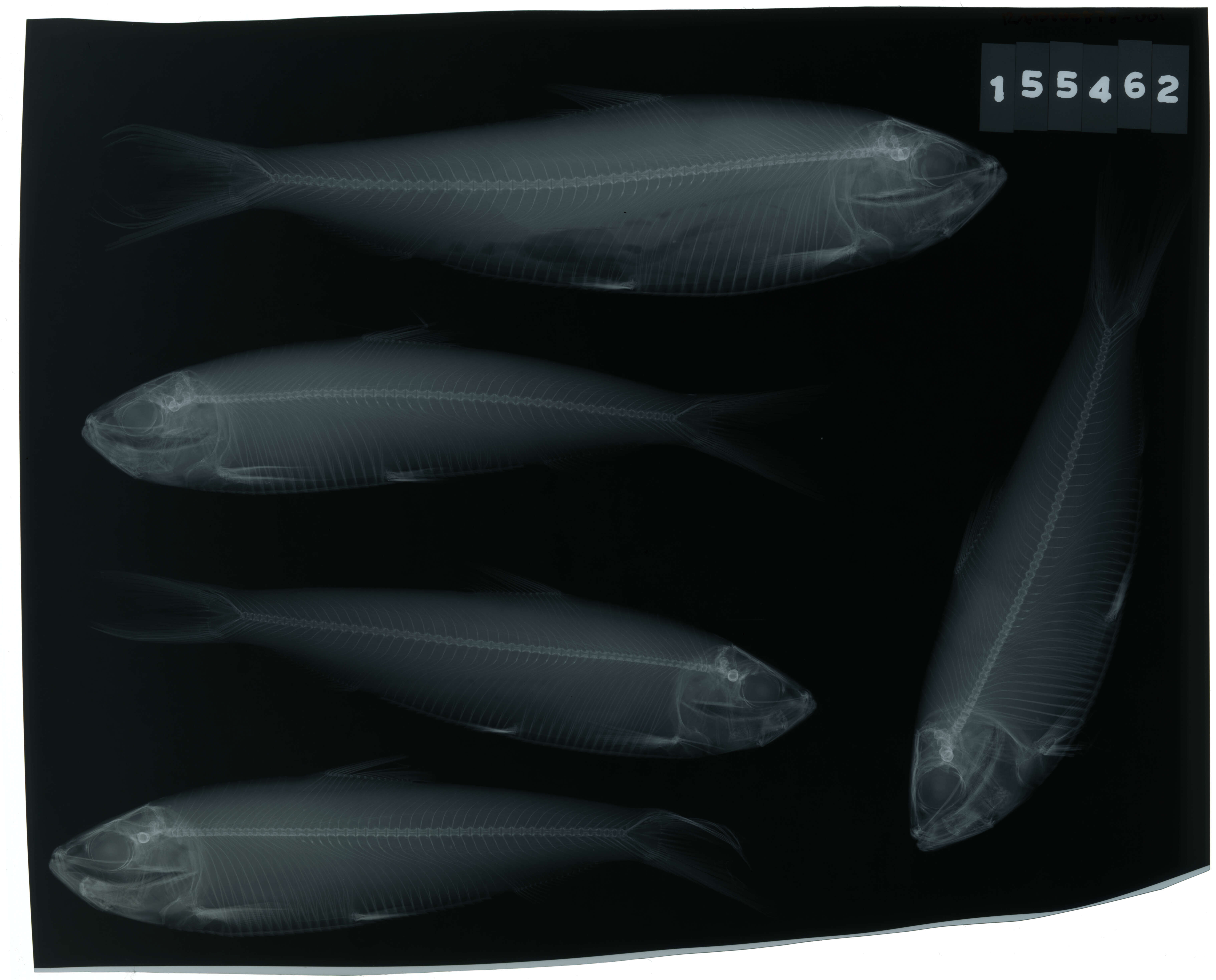 Image of Blueback Herring