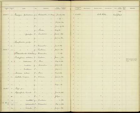 صورة <i>Tachyphonus <i>luctuosus</i></i> luctuosus d'Orbigny & Lafresnaye 1837