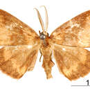 صورة Lobopola transoma Schaus 1901