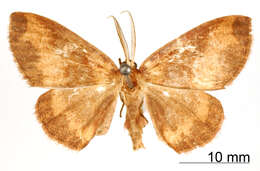 Image of Lobopola transoma Schaus 1901