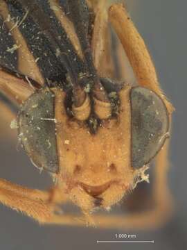 Image of Eiphosoma aztecum Cresson 1874