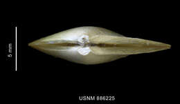 Image of Bathyspinula calcar (Dall 1908)
