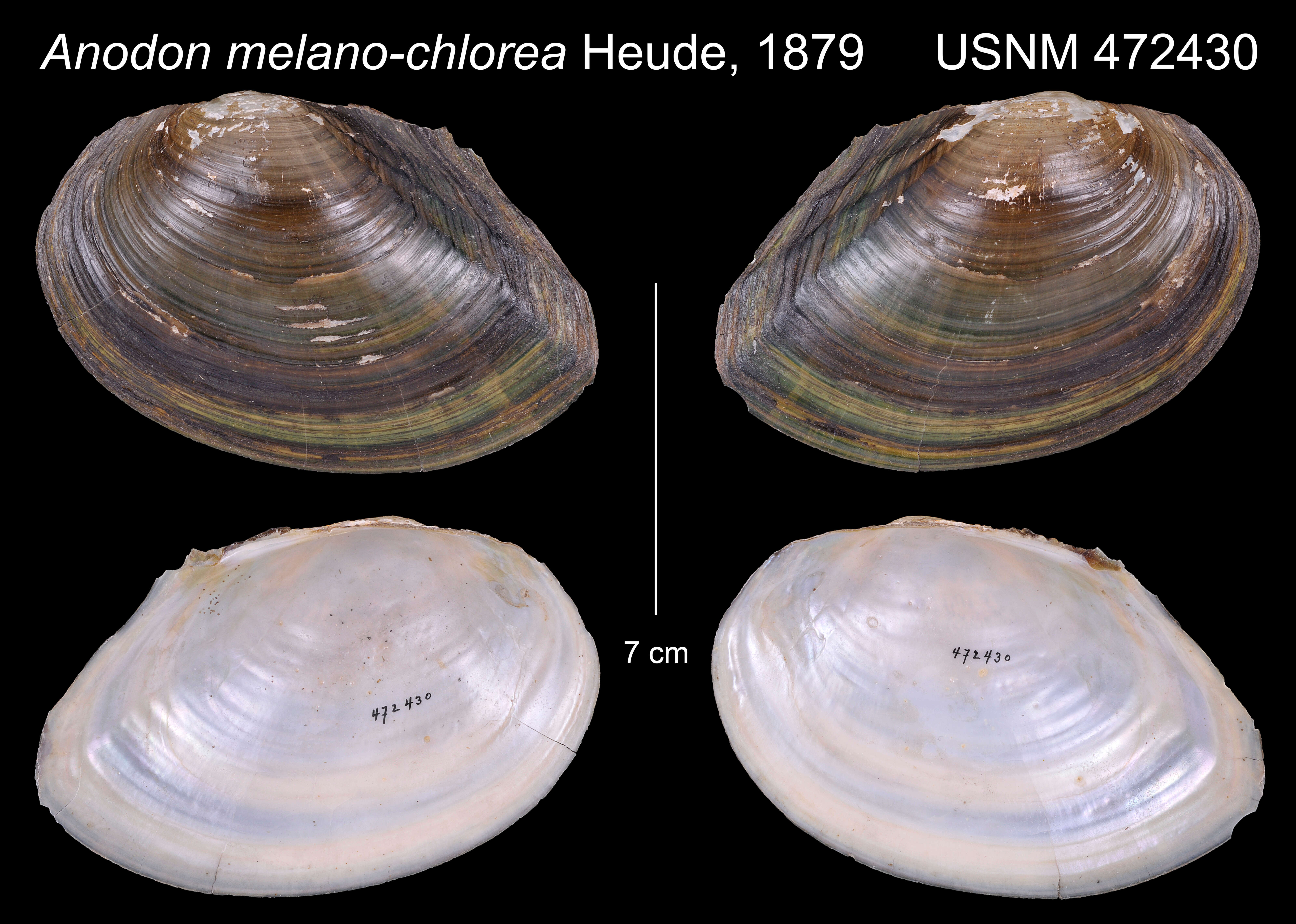 Image of Sinanodonta Modell 1945