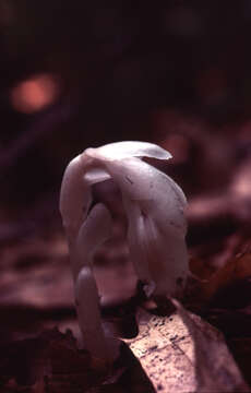 Image of Indian Pipe