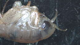 Image of Hyperiidae