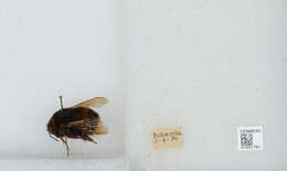 Image of Buff-tailed bumblebee