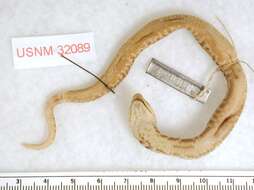 Image of North American Hog-nosed Snakes