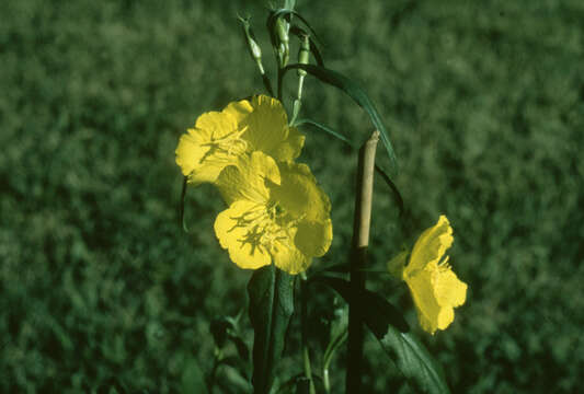 Image of Oenothera riparia Nutt.