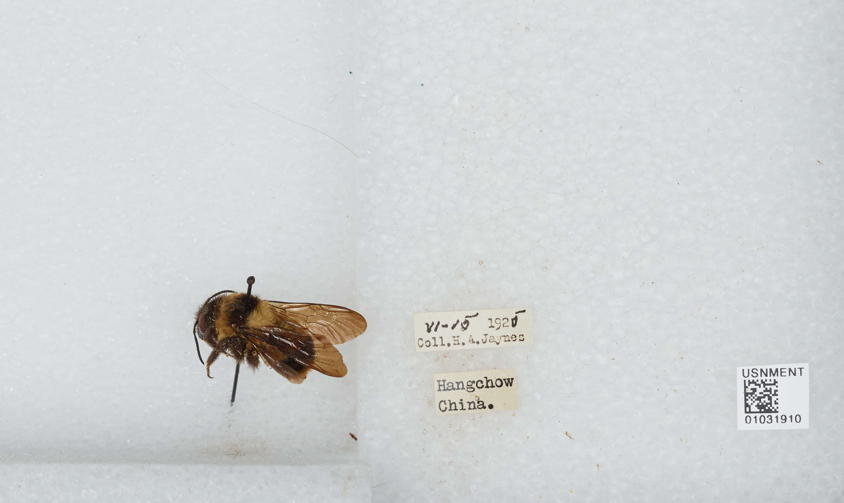 Image of Bombus trifasciatus Smith 1852