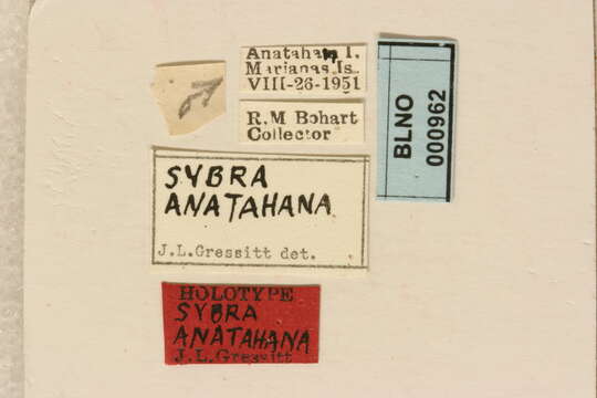 Mycerinopsis anatahana (Gressitt 1956) resmi