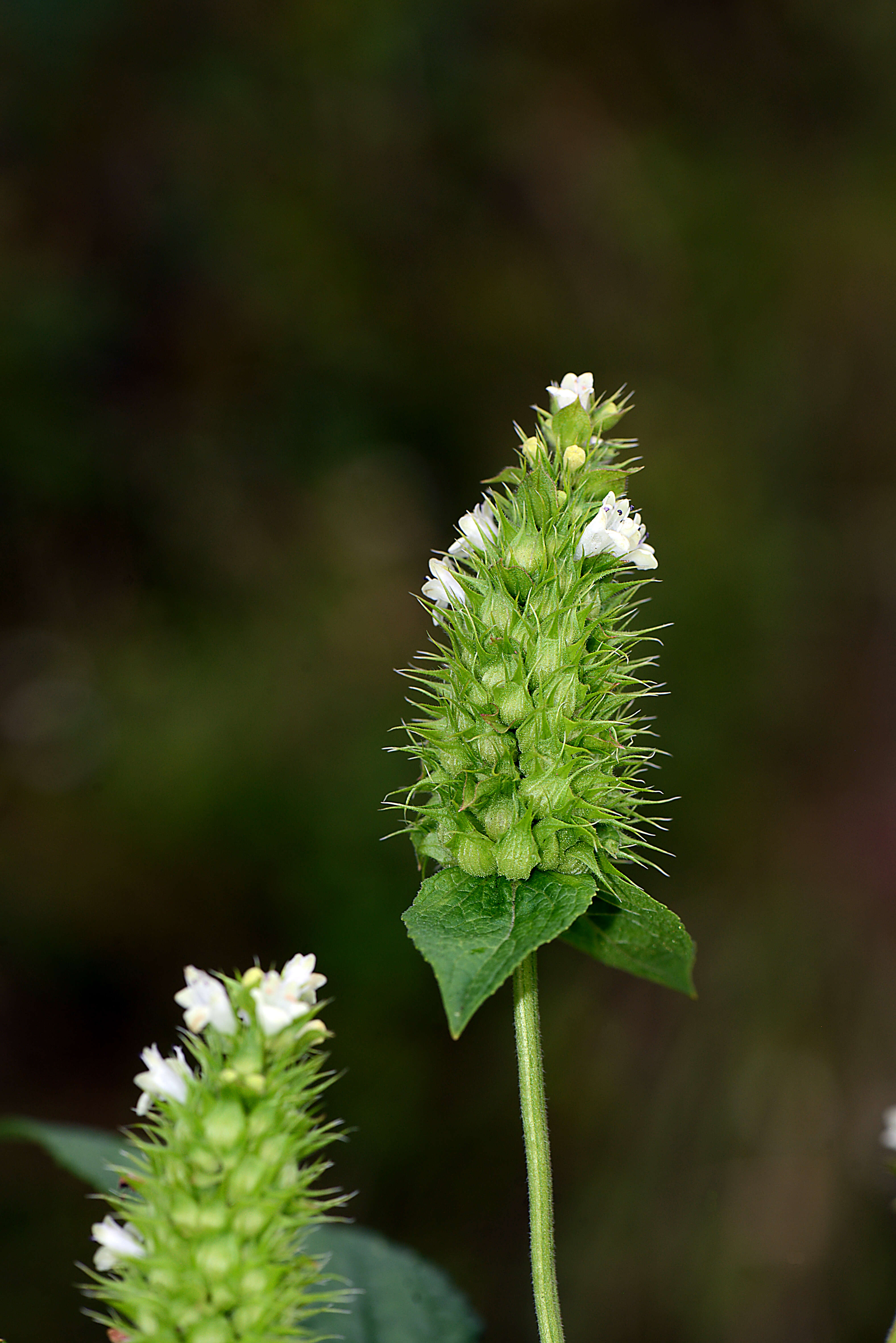 Image of Lepechinia caulescens (Ortega) Epling