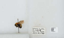 Слика од Bombus affinis Cresson 1864