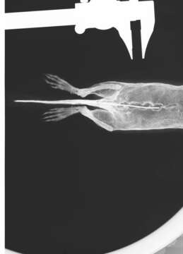 Image of Urocitellus columbianus columbianus (Ord 1815)