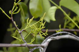 Gnetum urens (Aubl.) Blume resmi