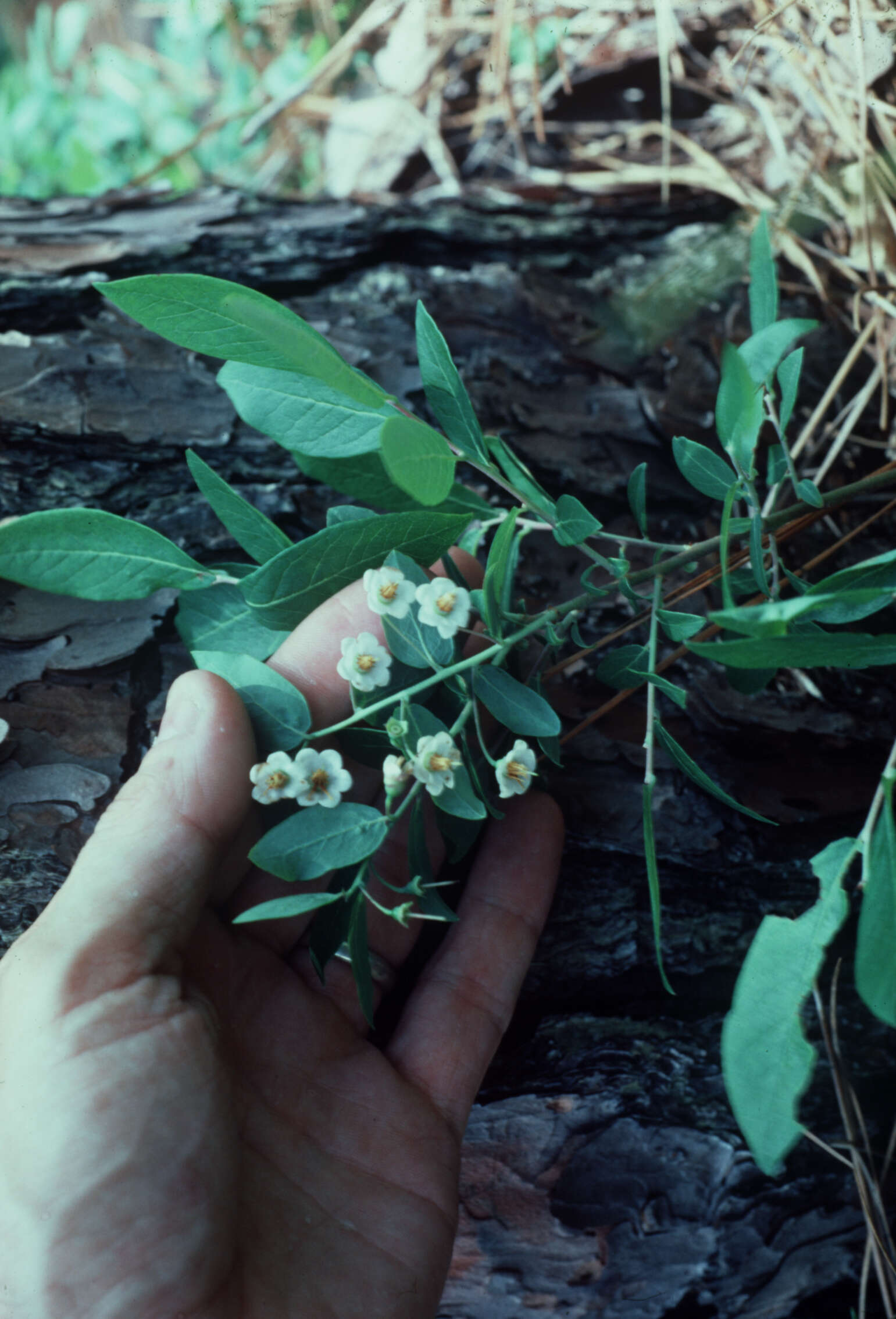 Vaccinium stamineum L.的圖片