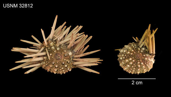 Image of Burrowing urchin