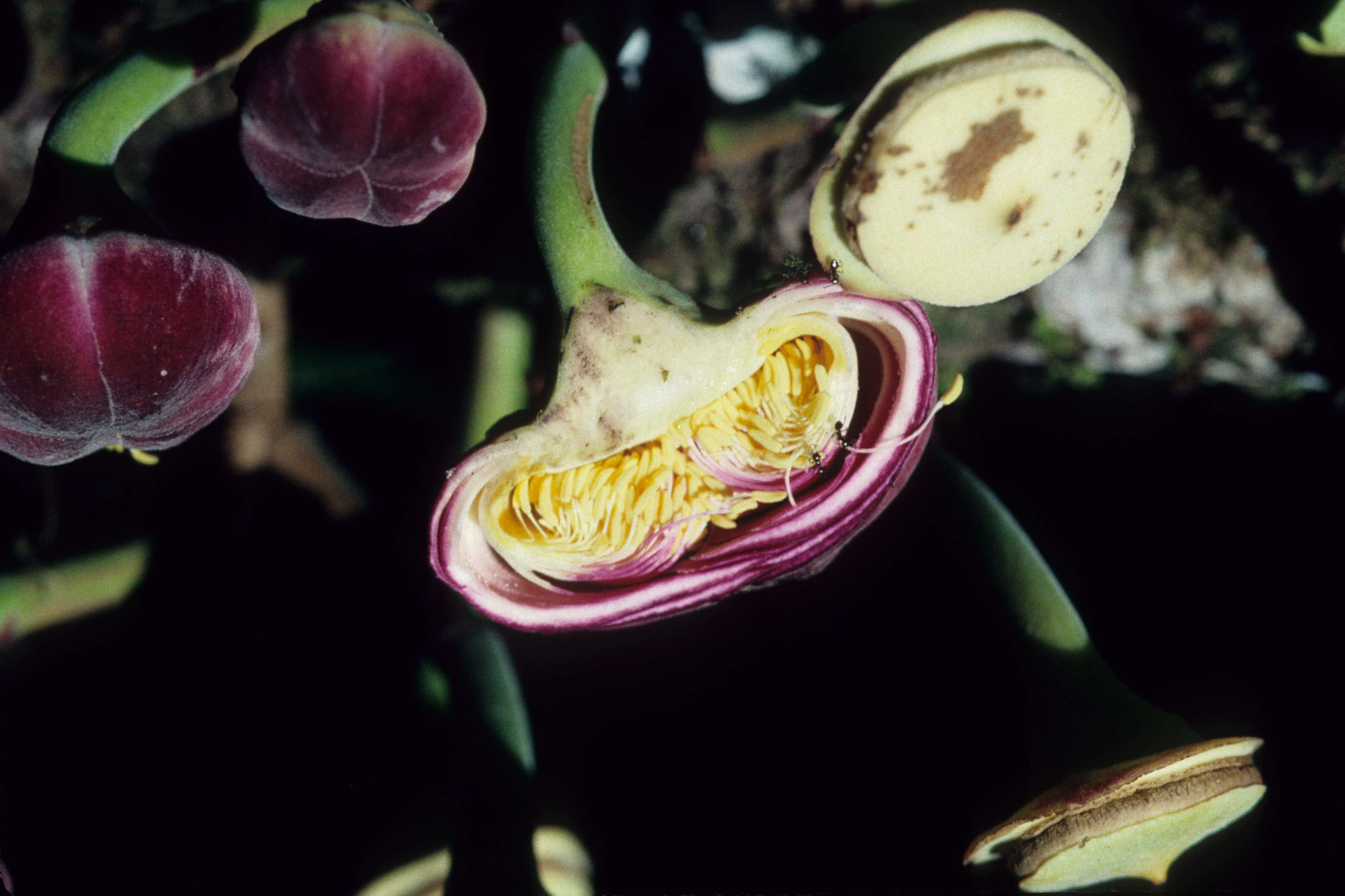 Image of Gustavia longifolia Poepp. ex O. Berg