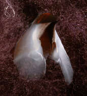 Image of Coffee bean scaled squid