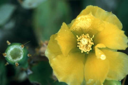 Image of Erect Prickly Pear