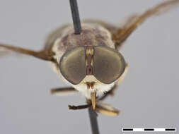 Image of Tabanus abaculus Philip 1960