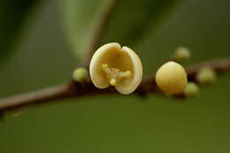 Image of Pera distichophylla (Mart.) Baill.