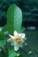 Image of Passiflora costata Mast.