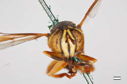 Image of Spilomyia liturata Williston 1887