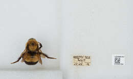 Слика од Bombus affinis Cresson 1864