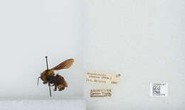 Image of Bombus pauloensis Friese 1912