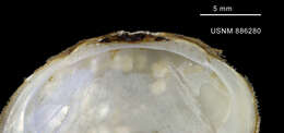 Image de Limopsis scotiana Dell 1964