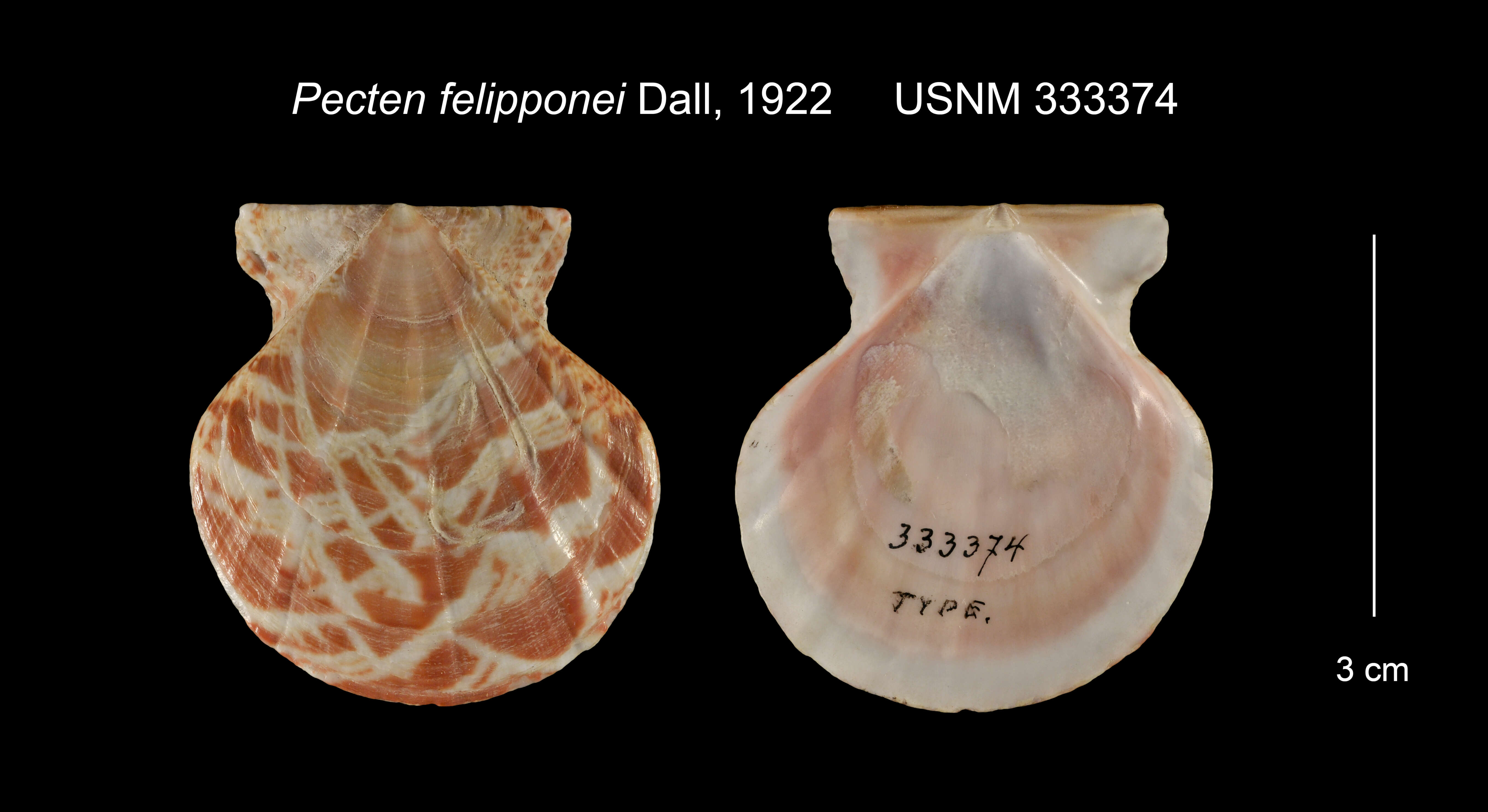 Image of Flexopecten felipponei (Dall 1922)