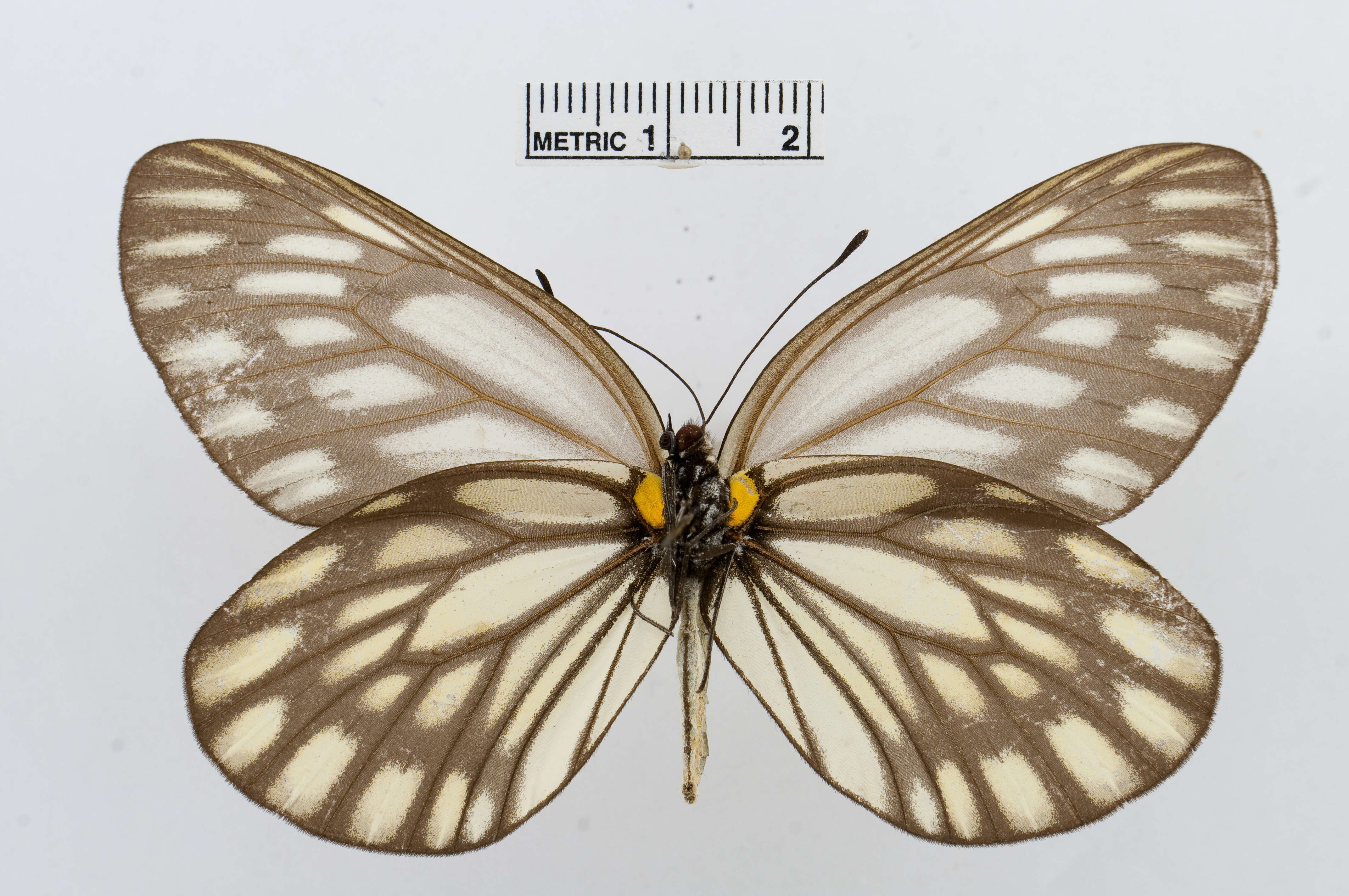 Image of Aporia largeteaui (Oberthür 1881)