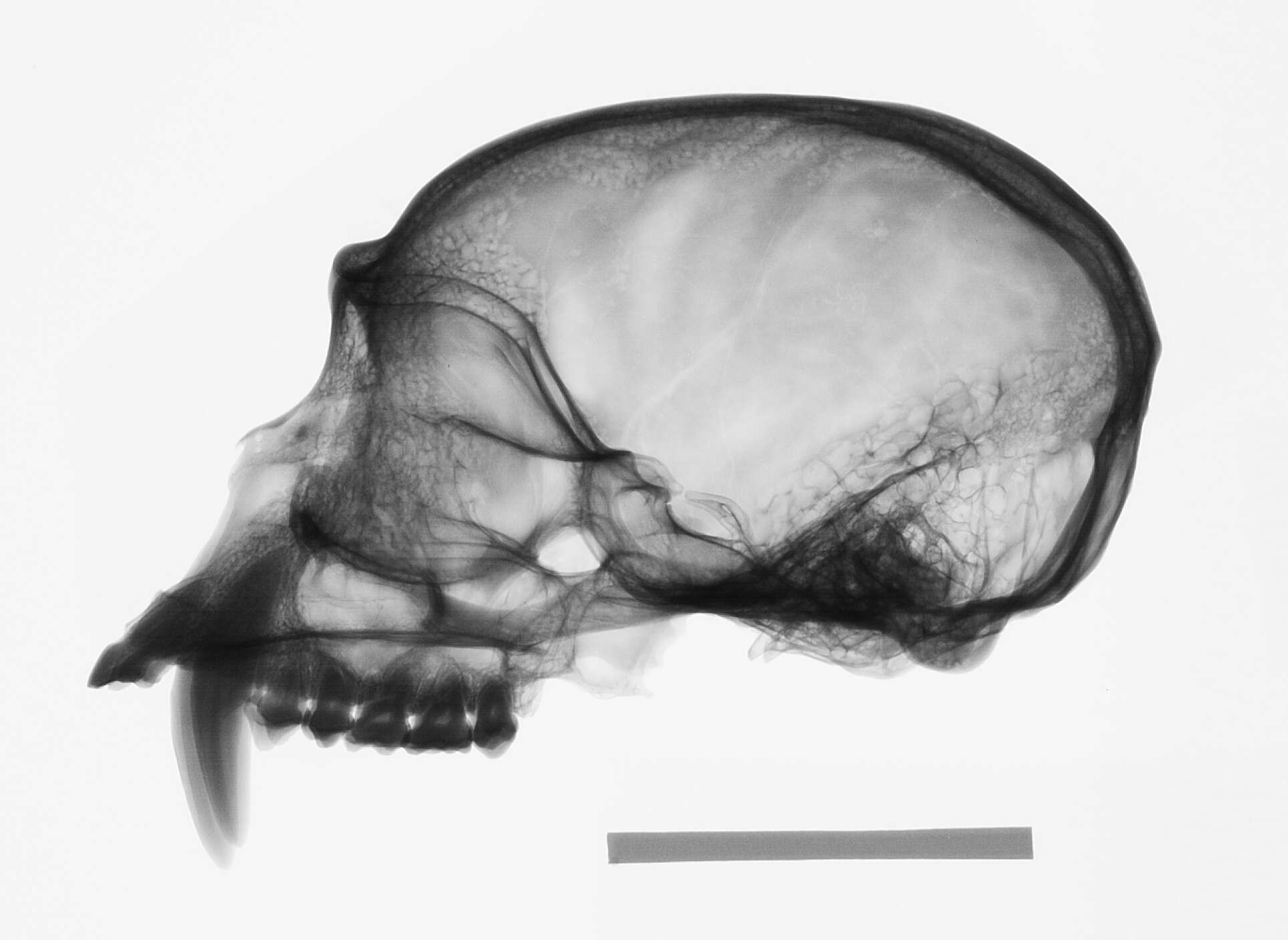 Sivun Hylobates abbotti Kloss 1929 kuva