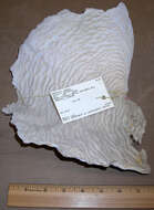 Image of Scroll Coral