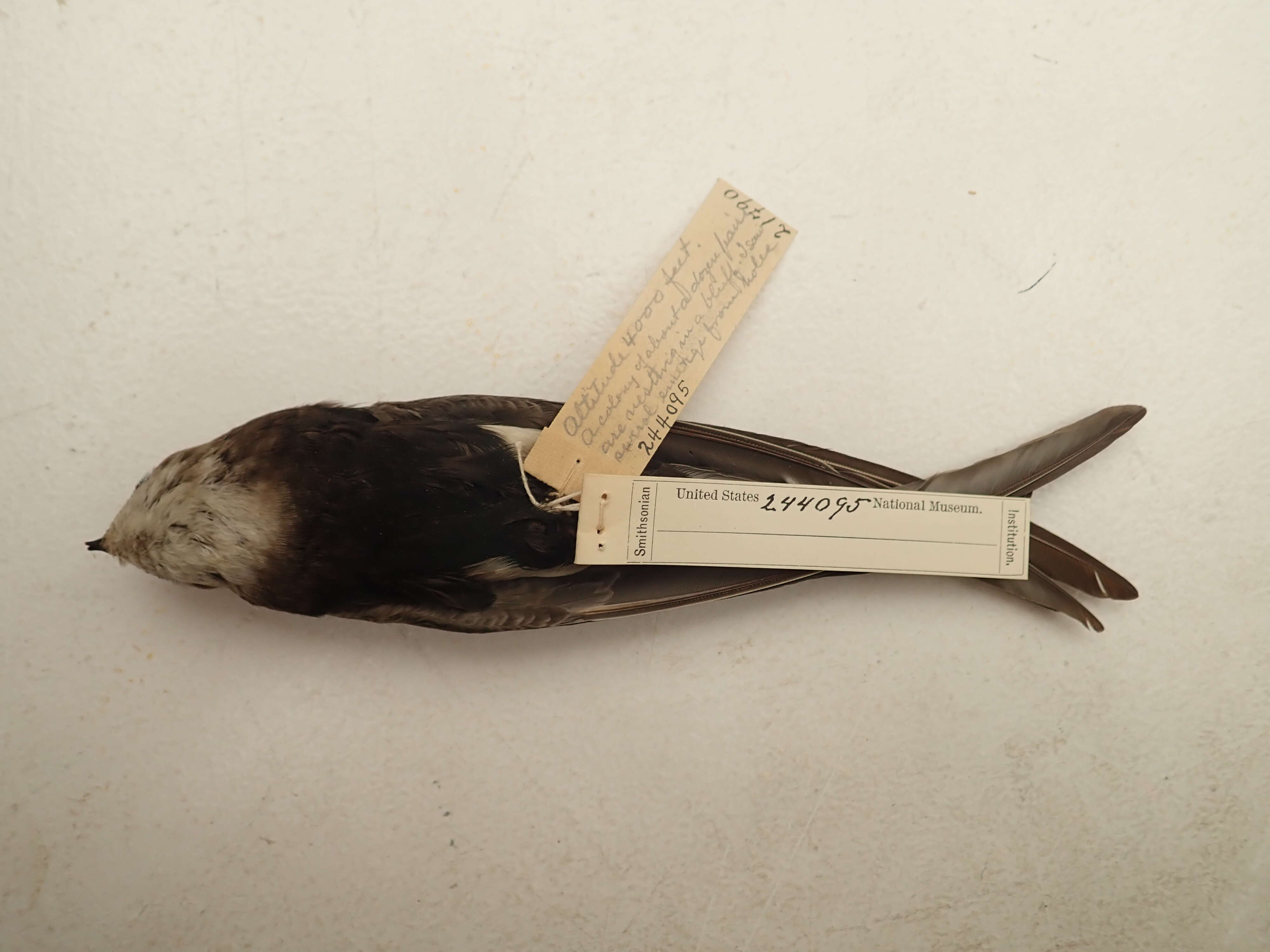 Image of Horus Swift