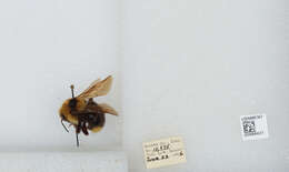 Image de Bombus insularis (Smith 1861)