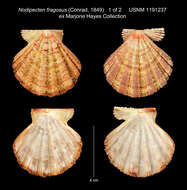 Image of Nodipecten nodosus (Linnaeus 1758)