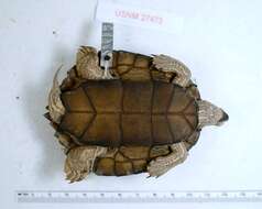 Image of Texas Map Turtle