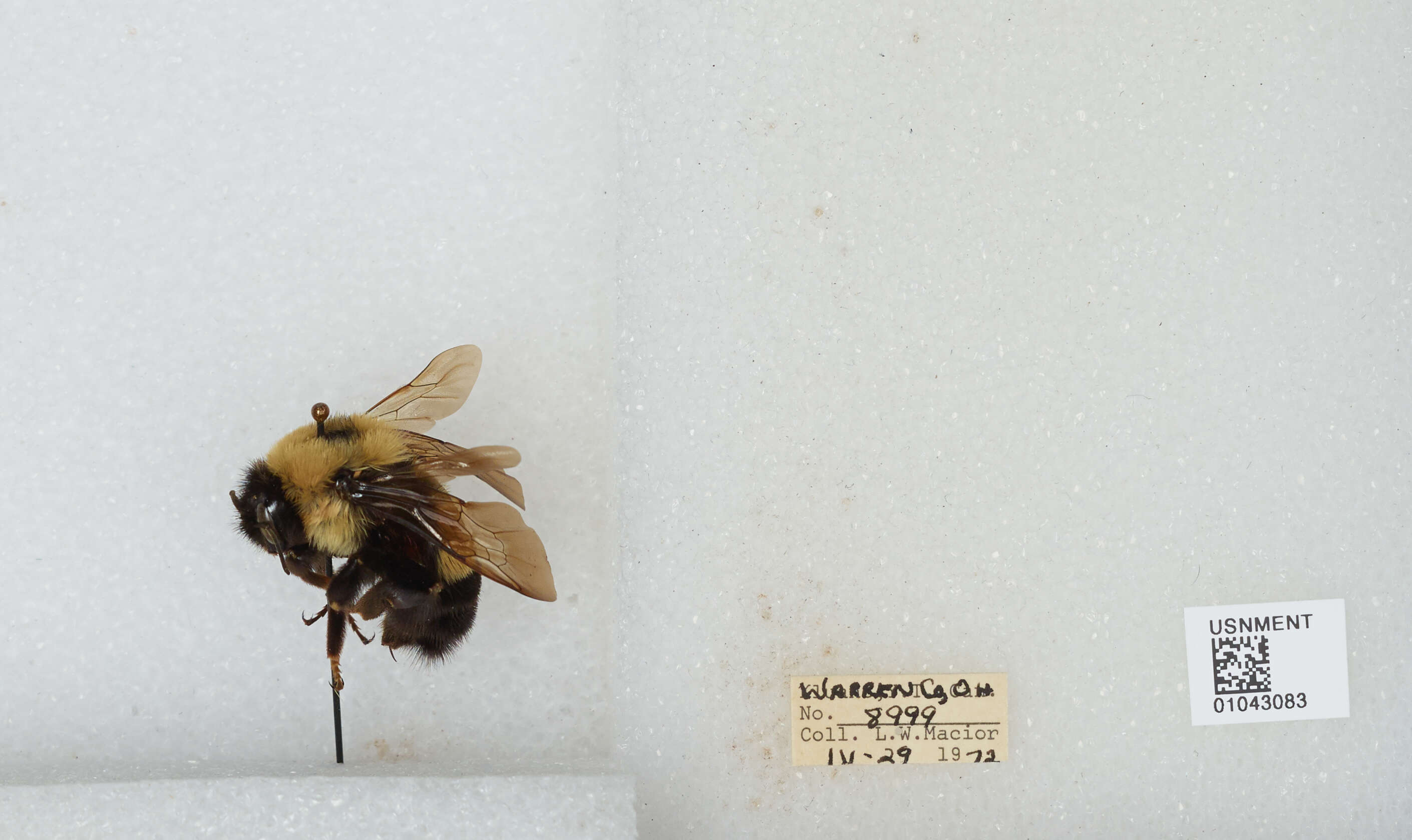 Слика од Bombus affinis Cresson 1864