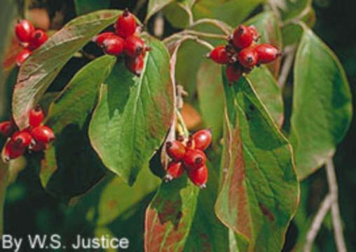 Image of flowering dogwood